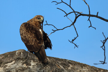 Wahlbergsadler / Wahlberg's  Eagle / Aquila wahlbergi