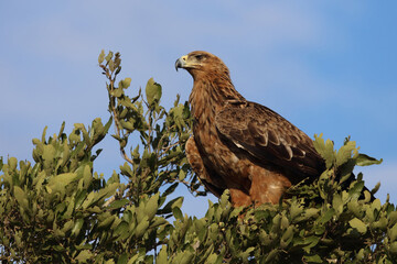 Wahlbergsadler / Wahlberg's  Eagle / Aquila wahlbergi