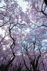Full of bloom on Japanese Sakura