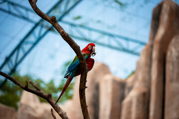 Parrot Colorful on blur background