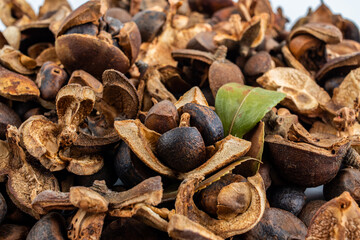 Full screen dried camellia seeds