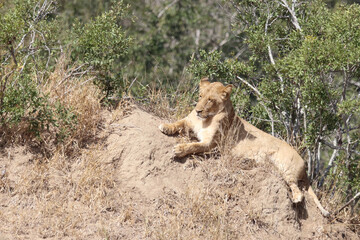 Afrikanischer Löwe / African lion / Panthera Leo.