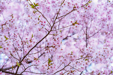 Full of bloom on Japanese Sakura