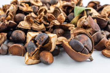 Full screen dried camellia seeds