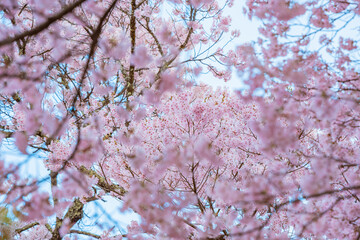 Full of bloom on Japanese Sakura