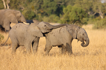 Fototapeta premium Afrikanischer Elefant / African elephant / Loxodonta africana.