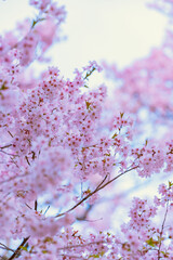 Full of bloom on Japanese Sakura