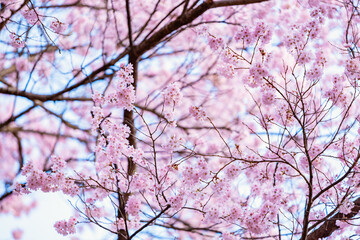 Full of bloom on Japanese Sakura