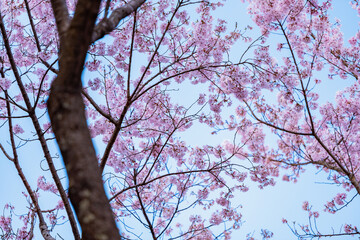 Full of bloom on Japanese Sakura