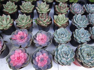 Bonsai of succulent plants