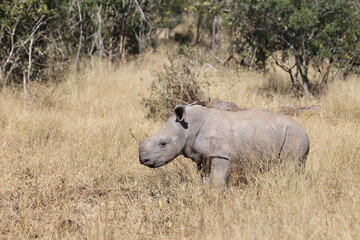 Breitmaulnashorn / Square-lipped Rhinoceros / Ceratotherium Simum