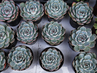 Bonsai of succulent plants