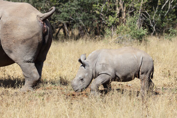Fototapeta premium Breitmaulnashorn / Square-lipped Rhinoceros / Ceratotherium Simum