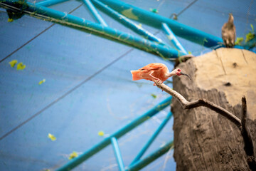 Orange CICONIIFORMES  bird on blur background 