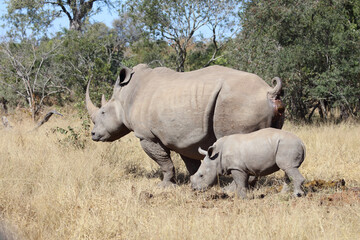 Obraz premium Breitmaulnashorn / Square-lipped Rhinoceros / Ceratotherium Simum