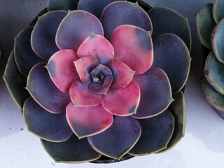 Bonsai of succulent plants