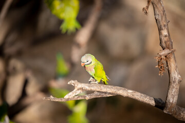 small green Parrot on blur background