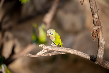 small green Parrot on blur background