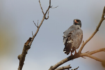 Graubürzel-Singhabicht oder Kleiner Singhabicht / Dark chanting goshawk / Melierax metabates