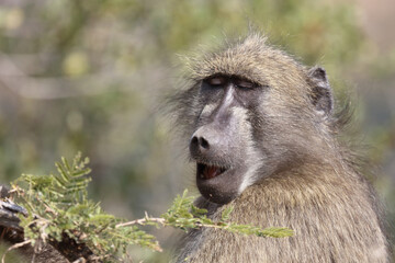 Bärenpavian / Chacma Baboon / Papio ursinus..