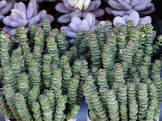 Bonsai of succulent plants
