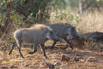 Warzenschwein / Warthog / Phacochoerus africanus....