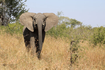 Fototapeta premium Afrikanischer Elefant / African elephant / Loxodonta africana