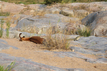 Schwarzfersenantilope und Nilkrokodil / Impala and Nile crocodile / Aepyceros melampus et...