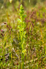 An endemic Australian orchid known as Black-tip Greenhood (Pterostylis bicolor). It has three to ten well-spaced, bright green flowers with a blunt, greenish-black appendage.
