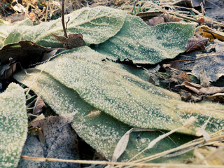 Frozen leaves on ground