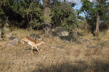 Schwarzfersenantilope / Impala / Aepyceros melampus..