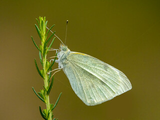 A perched medium sized butterfly commonly known as a Cabbage White Butterfly (Pieris rapae).