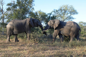 Fototapeta premium Afrikanischer Elefant / African elephant / Loxodonta africana.