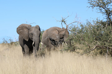 Obraz premium Afrikanischer Elefant / African elephant / Loxodonta africana