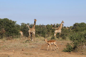Giraffe und Schwarzfersenantilope / Giraffe and Impala / Giraffa Camelopardalis et Aepyceros...