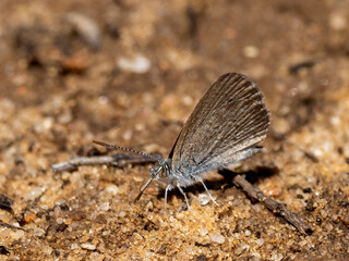 A small butterfly with a bluish lilac colour known as the Common Grass Blue Butterfly (Zizina labradus). 