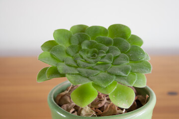 succulent garden plant