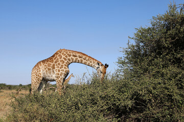 Giraffe / Giraffe / Giraffa Camelopardalis