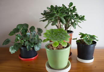 succulent garden plant