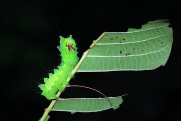 The larvae of the green tailed silkworm moth are on the green leaves