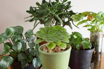 succulent garden plant