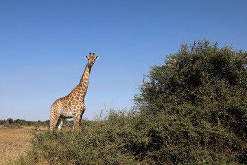 Giraffe / Giraffe / Giraffa Camelopardalis