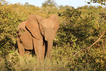 Fototapeta premium Afrikanischer Elefant / African elephant / Loxodonta africana