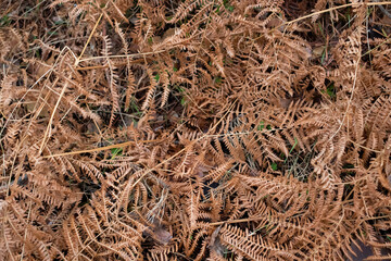 Leaves autumn texture background.