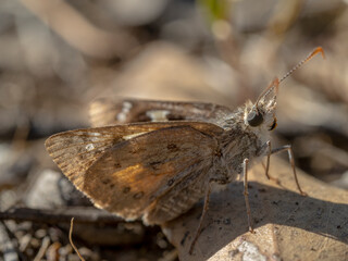 An orange brown butterfly with distinctive pale brown dots known as the Heath Ochre Skipper (Trapezites phigalia).