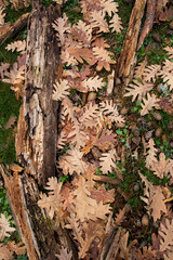 Brown autumnal leaves, grass and trunk background.