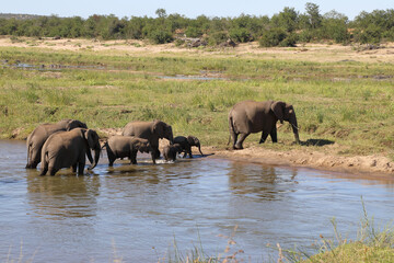 Obraz premium Afrikanischer Elefant im Olifants River/ African elephant in Olifants River / Loxodonta africana