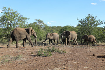 Fototapeta premium Afrikanischer Elefant / African elephant / Loxodonta africana