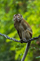 Facing portrait of a Long-tailed Macaque (Macaca fascicularis)