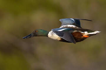 Northern Shoveler flying in beautiful light, seen in the wild in North California